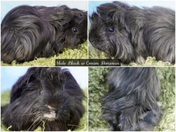 Image 6 of Young Long haired guinea pigs in Roche