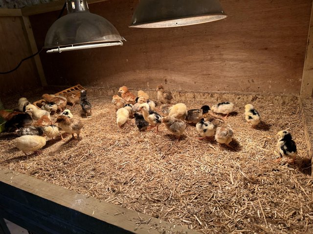 Preview of the first image of Certified organic day old chicks to pol hens.