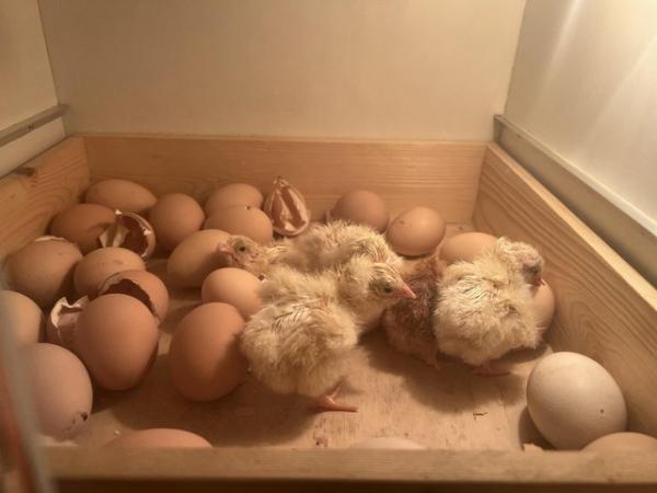 Image 1 of Takeing pre orders for day old large foul light sussex chick