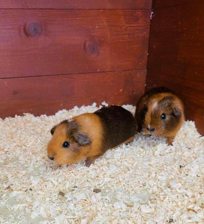 Image 3 of Guinea pig pups for sale in Peterborough