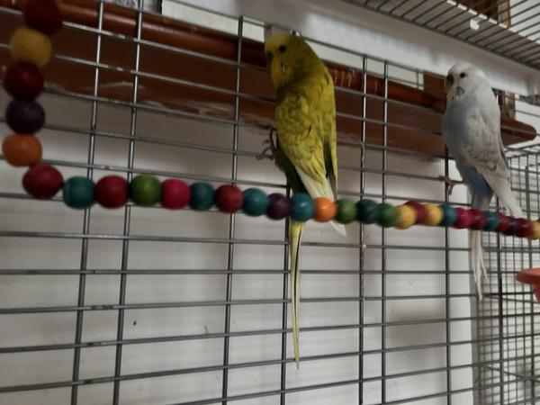 Image 2 of Budgies age approx 2 yrs