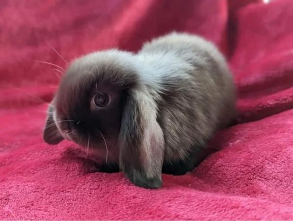 Image 5 of MINI LOP BUNNIES / 5 STAR HOMES ONLY