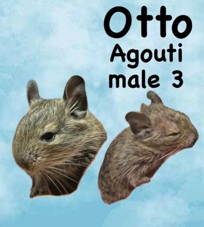 Image 4 of Young Degu’s ready now girls and boys