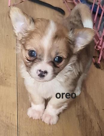 Image 11 of Super fluffy long-haired Chihuahua puppies