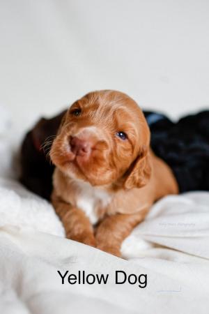 Image 16 of KC registered Working Cocker Spaniel Puppies