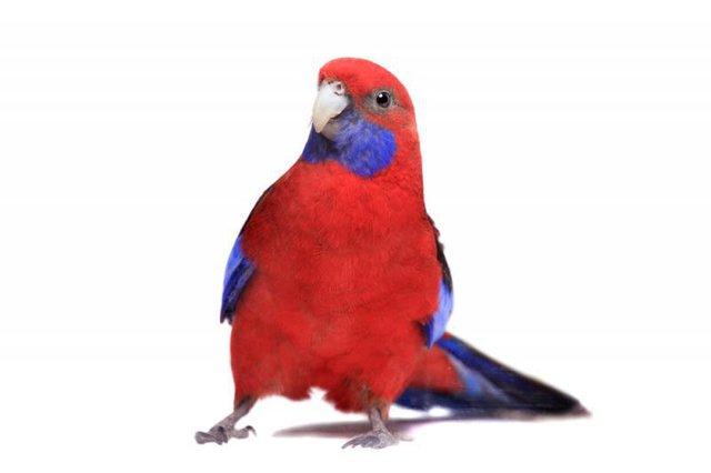Image 12 of Stocked Bird List at Warrington Pets & Exotics