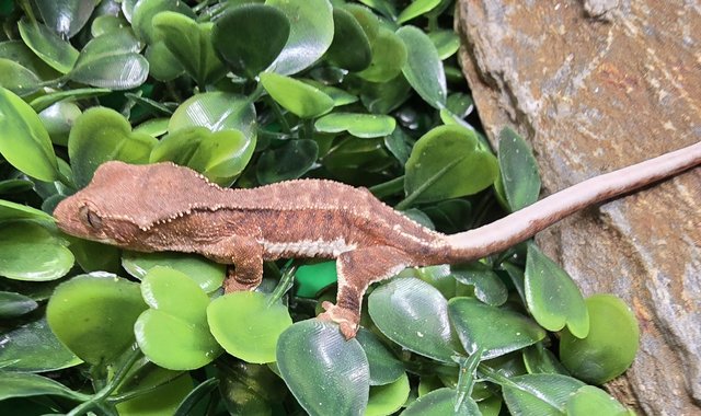 Image 2 of Stunning collection of lily whites/normal crested gecko's
