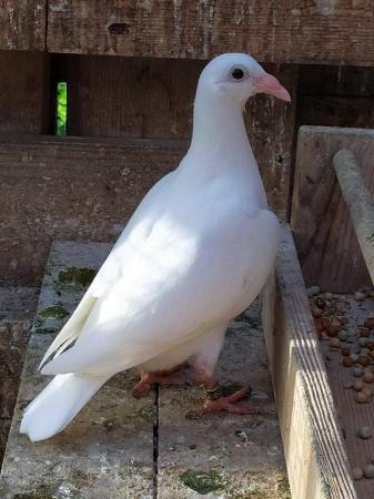 Image 11 of PURE WHITE RACING PIGEON FOR SALE