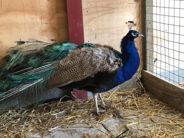 Preview of the first image of Male purple peafowl for sale...