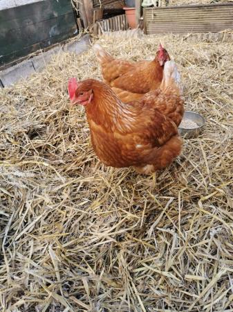 Image 2 of Three Chickens for rehoming