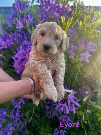 Image 8 of Goldendoodle Puppies for sale