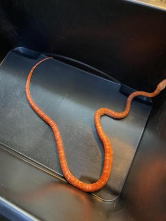 Image 3 of Inferno Corn snake Male £75