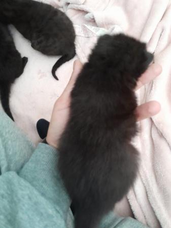 Image 3 of Beautiful black kittens
