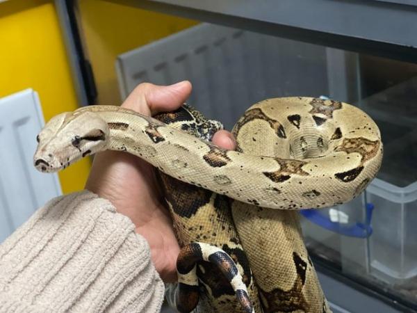 Image 5 of Adult Boa Constrictor Pair for sale