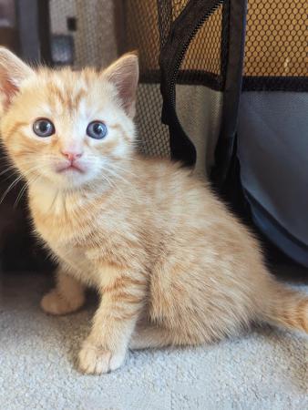 Image 11 of 5 kittens for sale 2 gingers and 3 bark speckled,