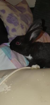 Image 2 of 3 sociable gorgeous bunnies looking for forever loving homes