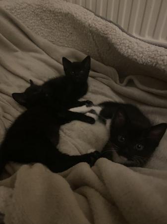 Image 5 of 9 weeks old kittens all black