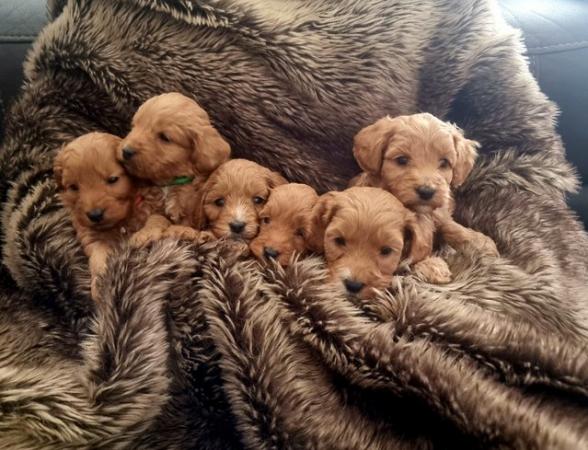 Image 2 of F2b Mini Cockapoo Puppies - Fully Vaccinated