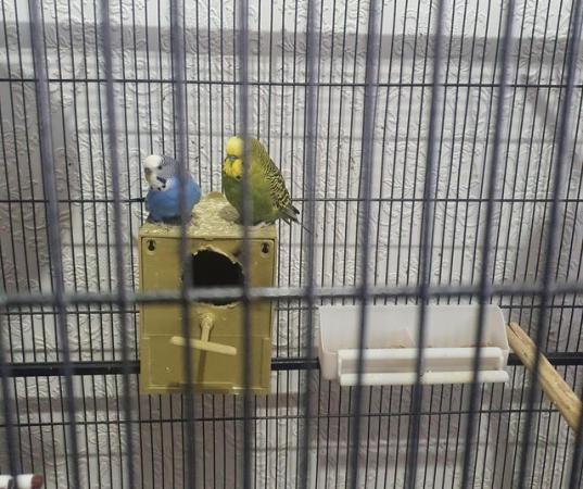 Image 3 of 2 pairs of Budgies for sale