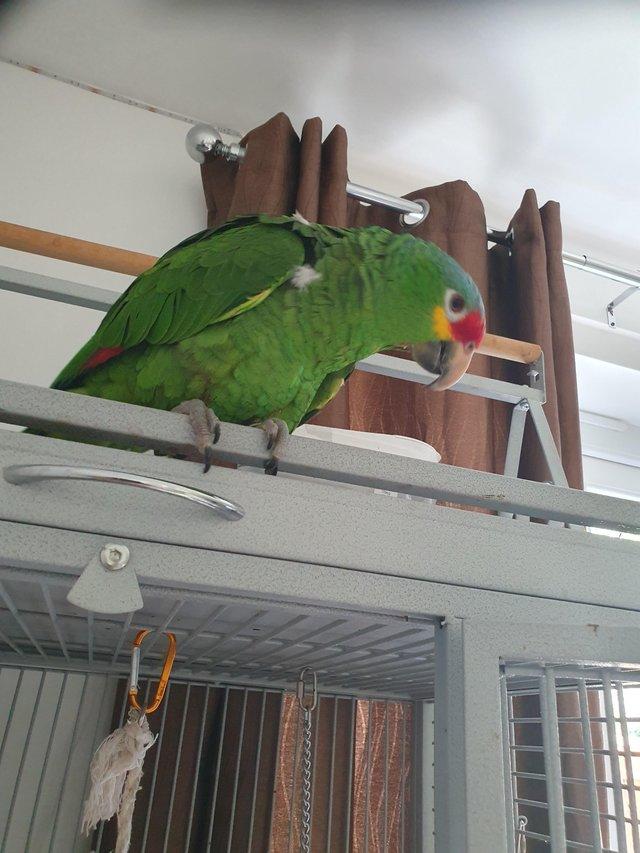 Preview of the first image of Amazon red lored parrot cookie.