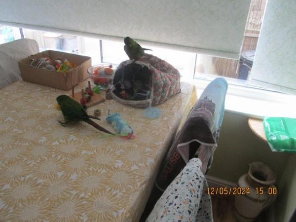 Image 5 of 2 x Austel conures. very tame
