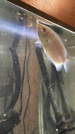 Image 5 of Large kissing gourami tropical fish