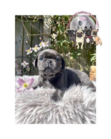Image 9 of Kc pug puppies ( rare chocolate and blues )