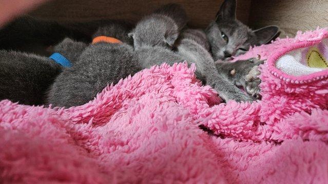 Image 3 of Pure beautiful Russian Blue kittens