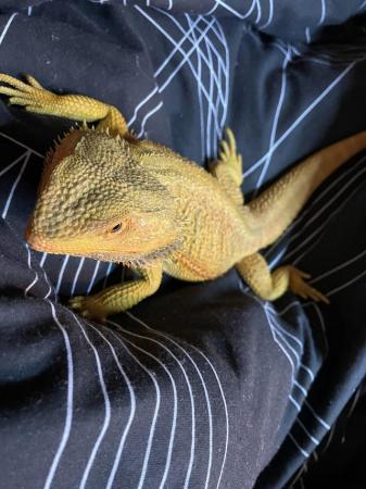 Image 4 of 5-6 year old male bearded dragon