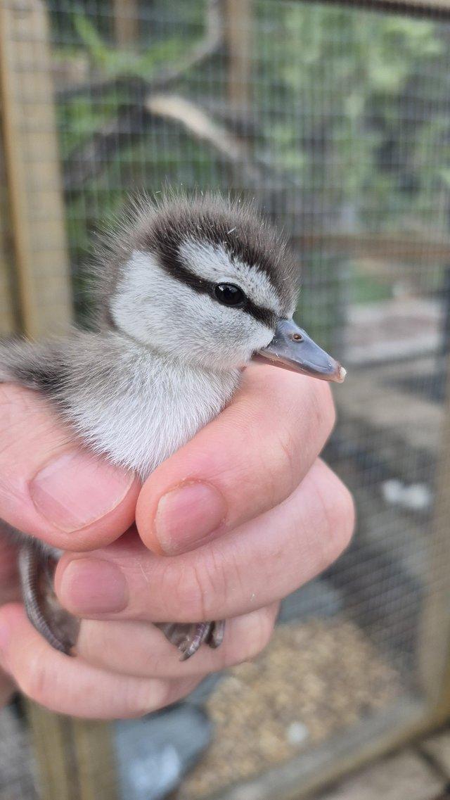 Friendly Ringed Teal Ducklings — Pets & Animals in Romford