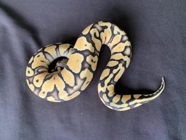 Image 4 of Super Pastel Desert Ghost Male Royal Python