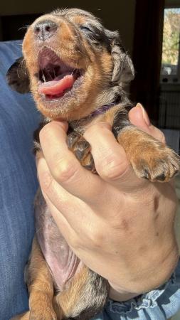 Image 10 of KC registered Quality miniature dachshund puppies