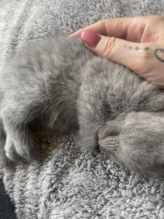 Image 10 of BBSH X Blue/Grey British Tabby kittens 3 available