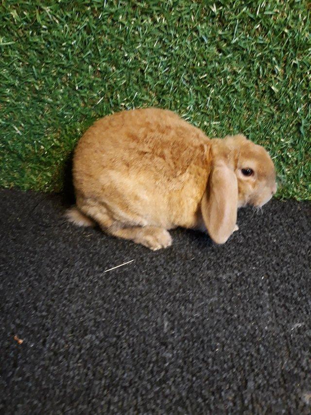 Plush lop best sale for sale