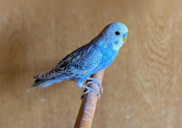 Image 7 of Quality budgies in excellent condition ready for sale now