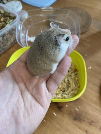 Image 1 of 3 dwarf roborovski hamster looking for new home