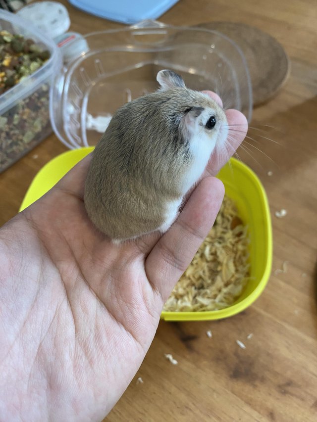 Preview of the first image of 3 dwarf roborovski hamster looking for new home.