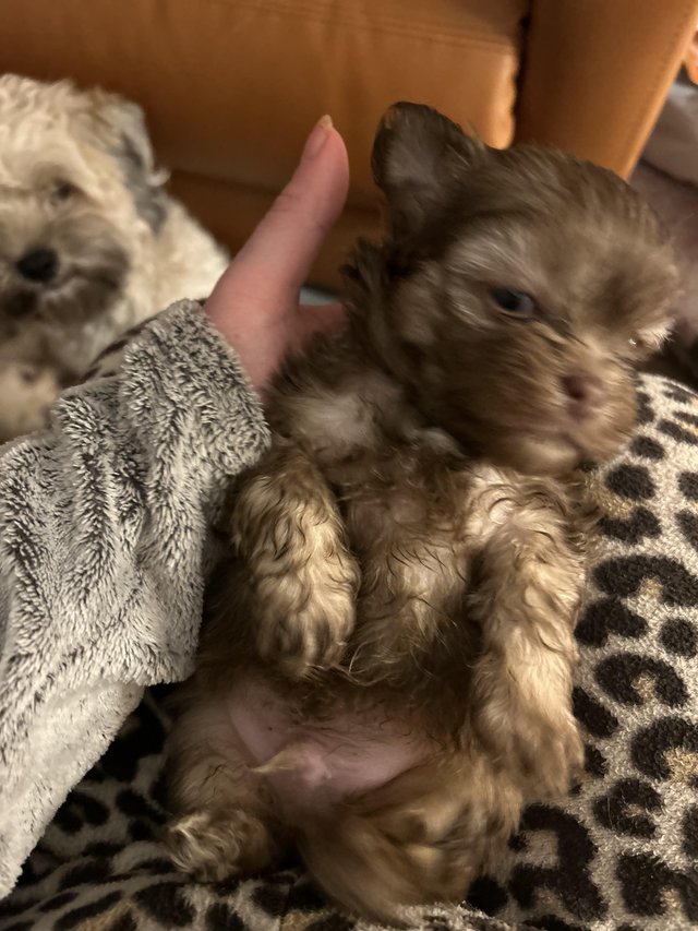 Preview of the first image of buster toypoochon x yorkie poo non mault.
