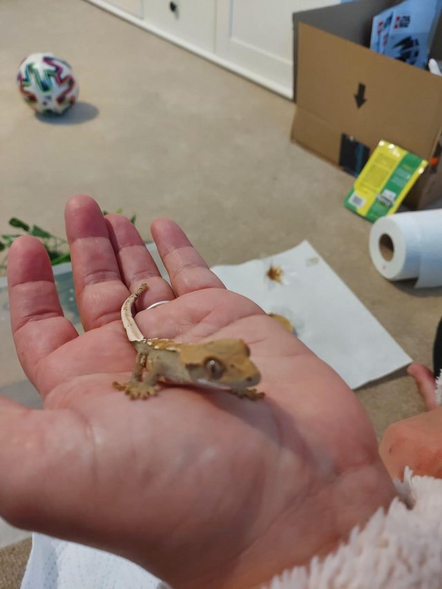 Preview of the first image of Crested Geckos babies 6 available.