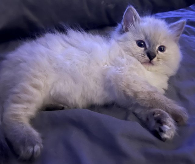 Preview of the first image of Beautiful ragdoll kitten.