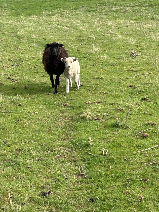 Preview of the first image of Ewe with ram lamb at foot, Hebridean x Dutch spotted ewe.