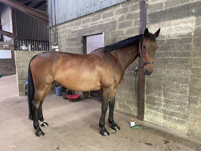 Preview of the first image of 16.2HH ISH Gelding for Share in Northaw, Herts.