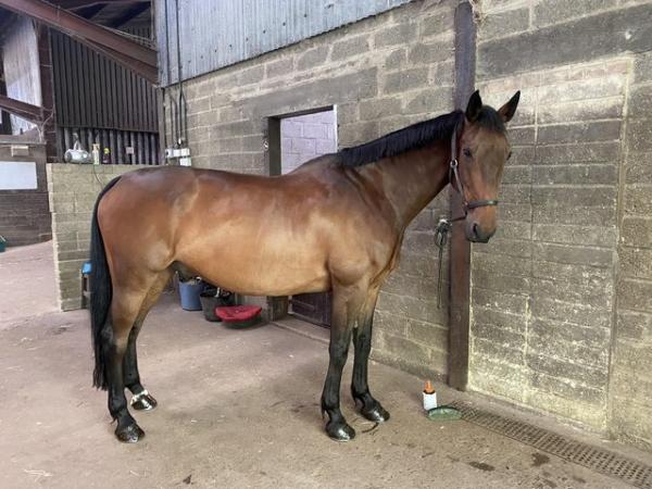Image 1 of 16.2HH ISH Gelding for Share in Northaw, Herts
