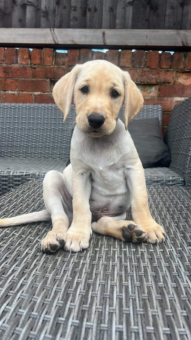 Preview of the first image of beautiful pedigree yellow Labradors puppies. READY NOW.