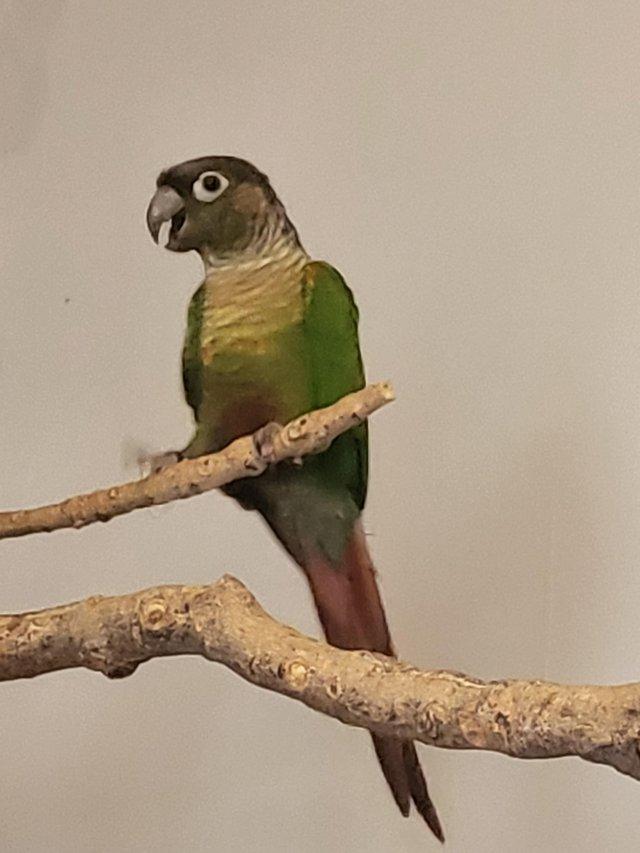 Preview of the first image of green cheek conure for sale.