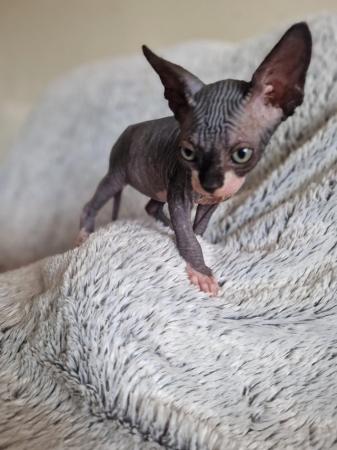 Image 5 of Canadian Sphynx For Sale