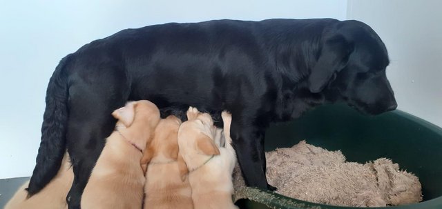 Image 2 of Goldador Puppies For Sale