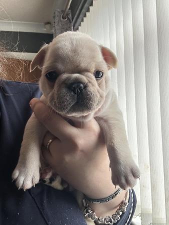 Image 4 of French Bulldog Puppies For Sale