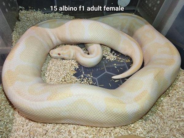 Image 11 of Royal Ball Pythons - Multiple available