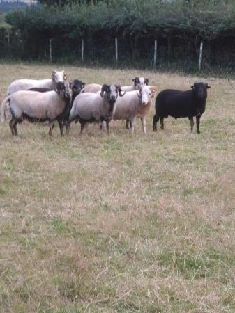 Image 1 of Cross bred 2yr old rams for sale